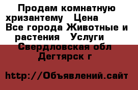 Продам комнатную хризантему › Цена ­ 250 - Все города Животные и растения » Услуги   . Свердловская обл.,Дегтярск г.